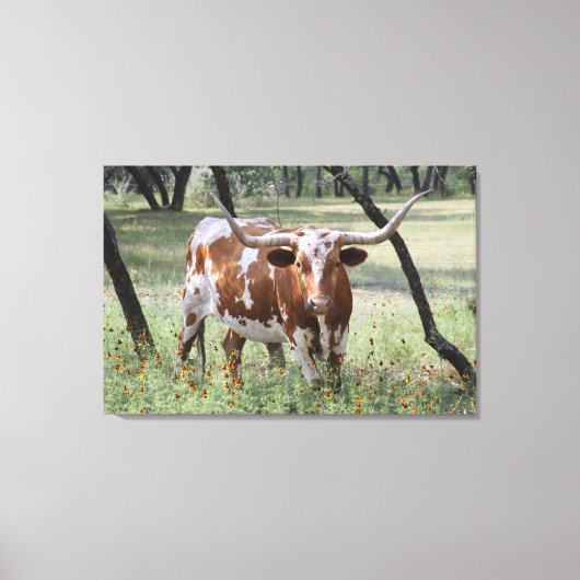 Longhorn Canvas Afdruk (Voorkant)