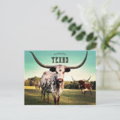 Longhorn Cattle in Atlanta, Texas Briefkaart (Staand voorkant)