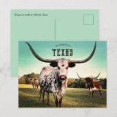 Longhorn Cattle in Atlanta, Texas Briefkaart (Voorkant / Achterkant)