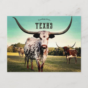 Longhorn Cattle in Atlanta, Texas Briefkaart