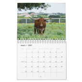 Longhorn Cattle Photography Calendar Kalender (Mar 2027)