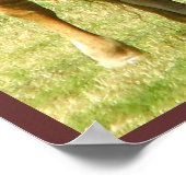 Longhorn Cattle Texas Poster (Hoek)