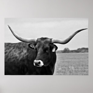 Longhorn Cow Fotografische Kunst Afdrukken Poster