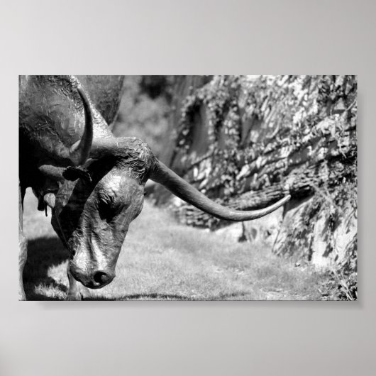 Longhorn Eating Poster (Voorkant)