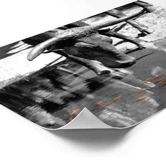 Longhorn en Goldfish Poster (Hoek)