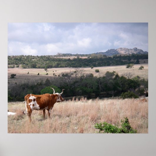 Longhorn in Wichita Mountains Wildlife Refuge Poster (Voorkant)