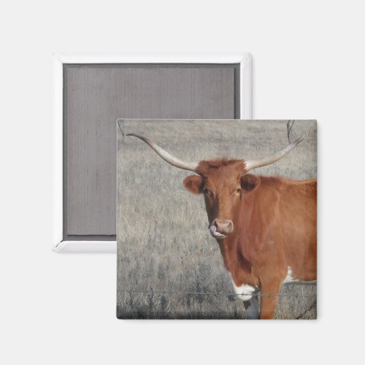 Longhorn Koe die haar neus aanslaat Magneet (Voorkant / Achterkant)