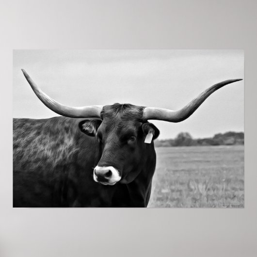 Longhorn Koe Fotografische Kunst Afdrukken Poster (Voorkant)
