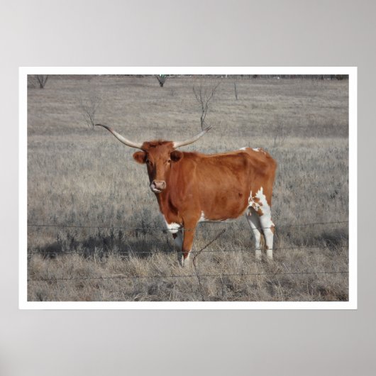 Longhorn Koe in pasta Poster (Voorkant)