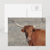 Longhorn Koe Lick Nose Briefkaart (Voorkant / Achterkant)