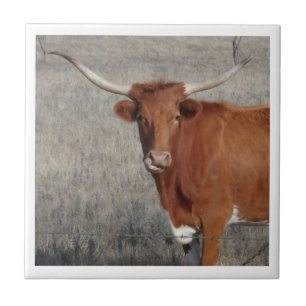 Longhorn Koe met haar neus Tegeltje