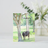 Longhorn Koe Port Charlotte Florida Briefkaart (Staand voorkant)