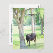 Longhorn Koe Port Charlotte Florida Briefkaart (Voorkant / Achterkant)