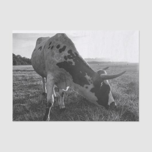 Longhorn Koe Zwart-wit Fotoprint Decoupage Tissuepapier (Voorkant)