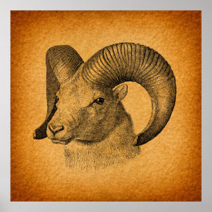Longhorn Sheep Antiek Art Rustisch Sinaasappel Poster