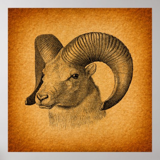 Longhorn Sheep Antiek Art Rustisch Sinaasappel Poster (Voorkant)