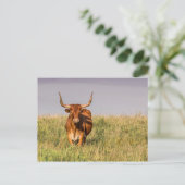 Longhorn Staande in een Field Briefkaart (Staand voorkant)