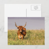 Longhorn Staande in een Field Briefkaart (Voorkant / Achterkant)