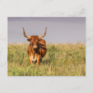 Longhorn Staande in een Field Briefkaart