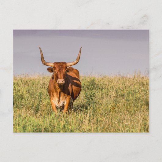 Longhorn Staande in een Field Briefkaart (Voorkant)