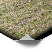 Longhorn Steer {2} - kies grootte & canvas Poster (Hoek)