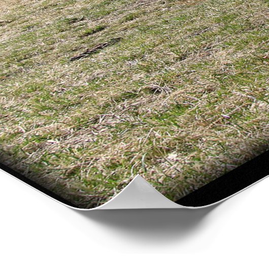 Longhorn Steer {2} - kies grootte & canvas Poster (Hoek)