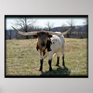 Longhorn Steer {2} - kies grootte & canvas Poster