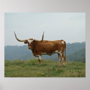 Longhorn Steer in de Ozarks - kies grootte & canva Poster