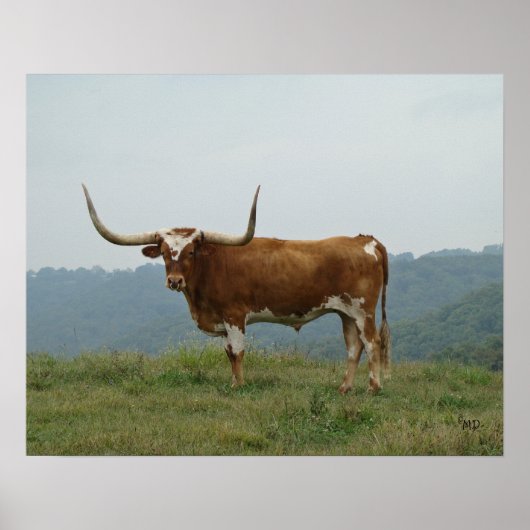 Longhorn Steer in de Ozarks - kies grootte & canva Poster (Voorkant)