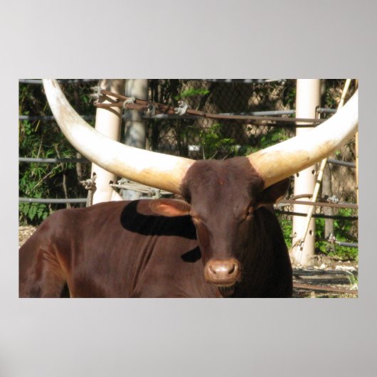 Longhorn Steer Poster (Voorkant)