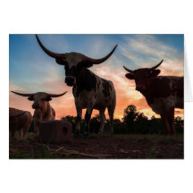 Longhorn Sunset