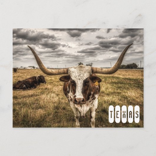 Longhorn Texas Ansichtkaart Briefkaart (Voorkant)