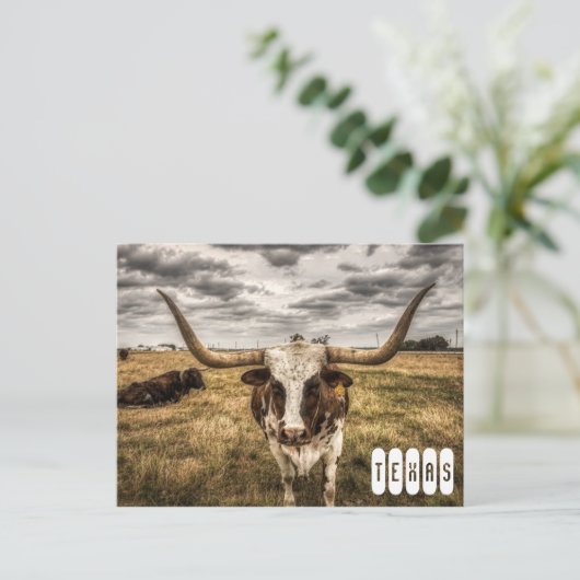Longhorn Texas Briefkaart (Staand voorkant)