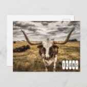 Longhorn Texas Briefkaart (Voorkant / Achterkant)