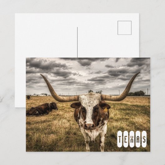 Longhorn Texas Briefkaart (Voorkant / Achterkant)