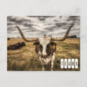 Longhorn Texas Briefkaart (Voorkant)