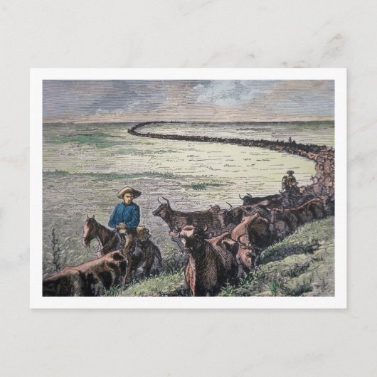 Longhorn, vee, van Texas naar Abilene, Kansa Briefkaart (Voorkant)