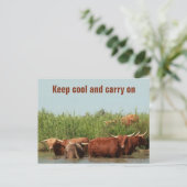 Longhornkoeien die koel houden en verder briefkaart (Staand voorkant)