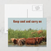 Longhornkoeien die koel houden en verder briefkaart (Voorkant / Achterkant)