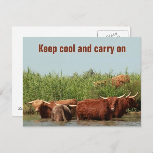 Longhornkoeien die koel houden en verder briefkaart (Voorkant / Achterkant)