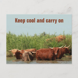 Longhornkoeien die koel houden en verder briefkaart