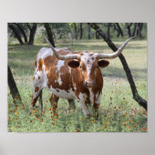 Longhorns Poster (Voorkant)
