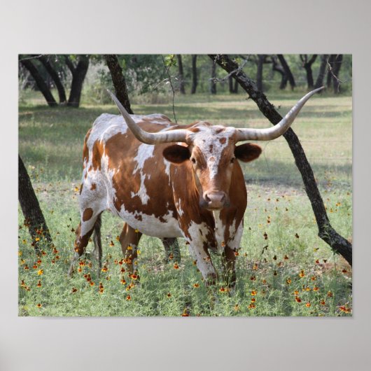 Longhorns Poster (Voorkant)