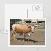 Longhorns zijn vrienden, geen eten (kleur) briefkaart (Voorkant / Achterkant)