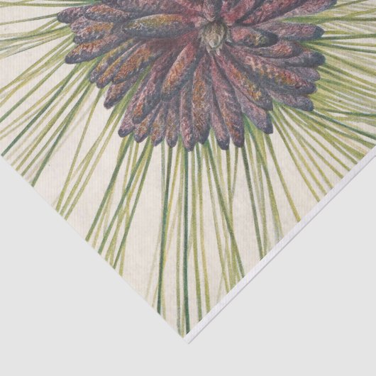 Longleaf Pine van Mary Vaux Walcott Tissuepapier (Detail)