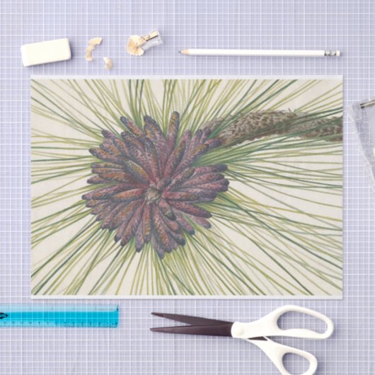 Longleaf Pine van Mary Vaux Walcott Tissuepapier (Craft)