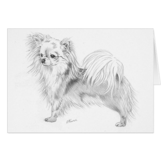 Longmantel chihuahua - staande (Voorkant Horizontaal)