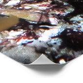 Longnose Hawkfish Poster (Hoek)