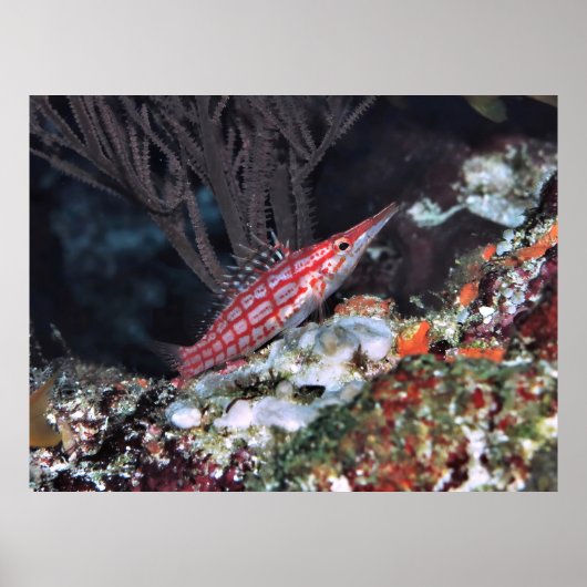 Longnose Hawkfish Poster (Voorkant)
