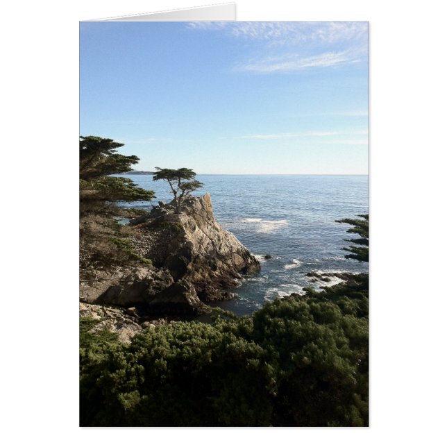 Longruente boom (Voorkant)